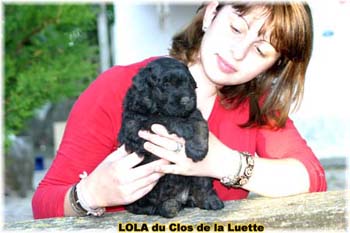 chiot bouvier des flandres SITE WEB ELEVAGE DU CLOS DE LA LUETTE SPECIALISE POUR LE BOUVIER DES FLANDRES ©